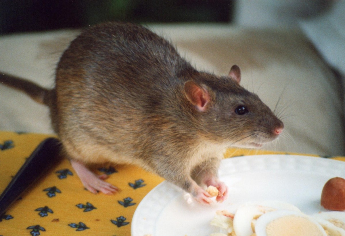 Guaranteed Ways To Eliminate Rats In Your Home
