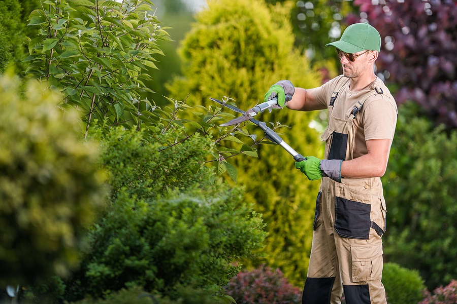 Instructions to Pick the Right Tree Removal Service for Your Property