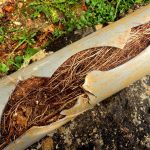 Main Causes of Sewer Line Blockages