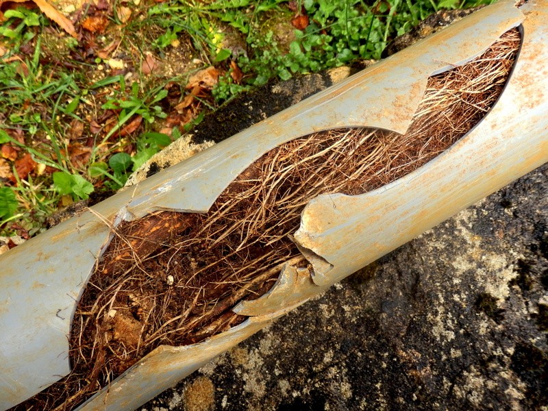 Main Causes of Sewer Line Blockages