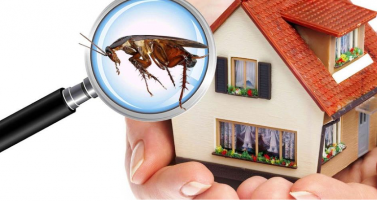 Best Natural Anti-Pest Habits