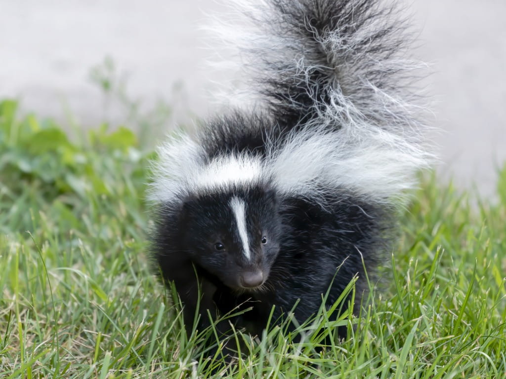 How Can You Get Rid of Skunks Without Getting Sprayed?