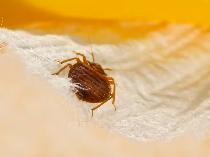 How to Prepare Your NYC Apartment for a Bed Bug Extermination Visit