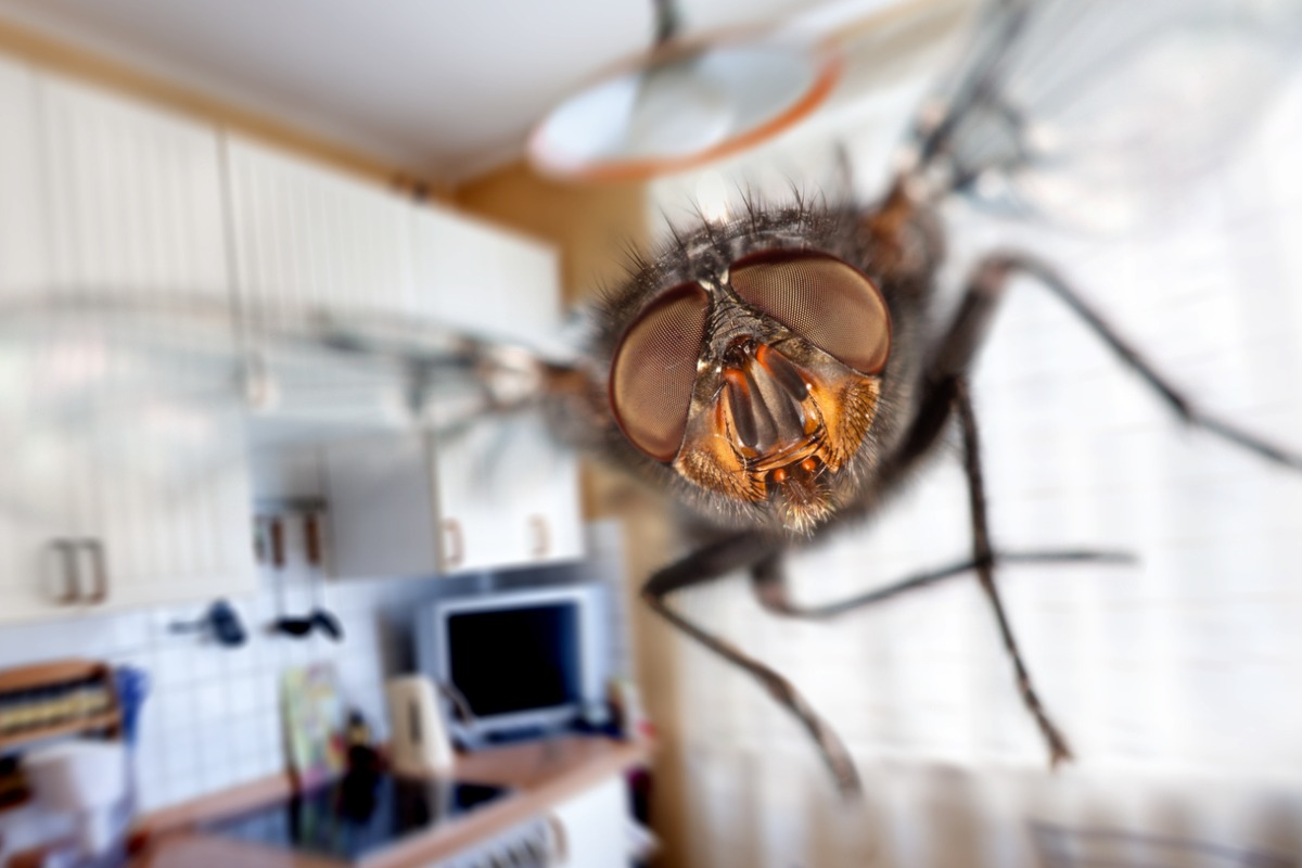 Seasonal Pest Guide for Reston: Keep Your Home Safe!