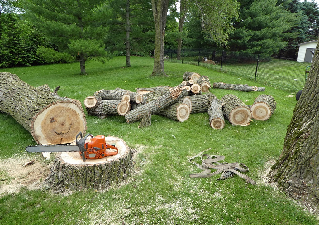 The Complete Guide to Tree Removal in Ballina