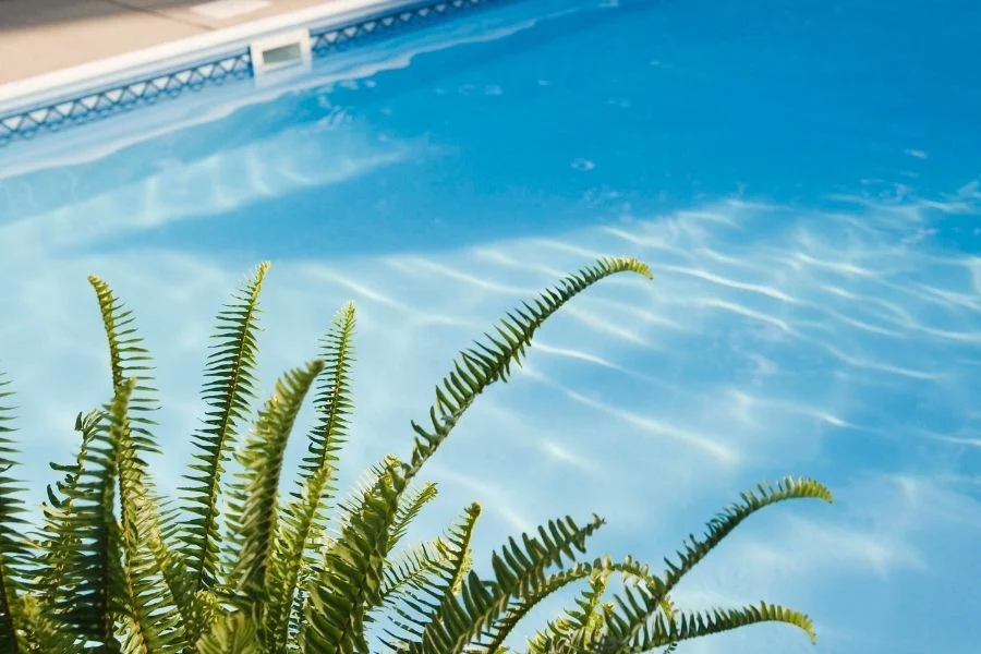 Plants That Actually Work Around a Pool – Not Just Look Good in Photos