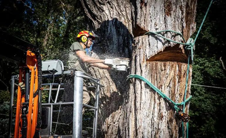 Tree Trimming vs Tree Removal: What’s the Difference