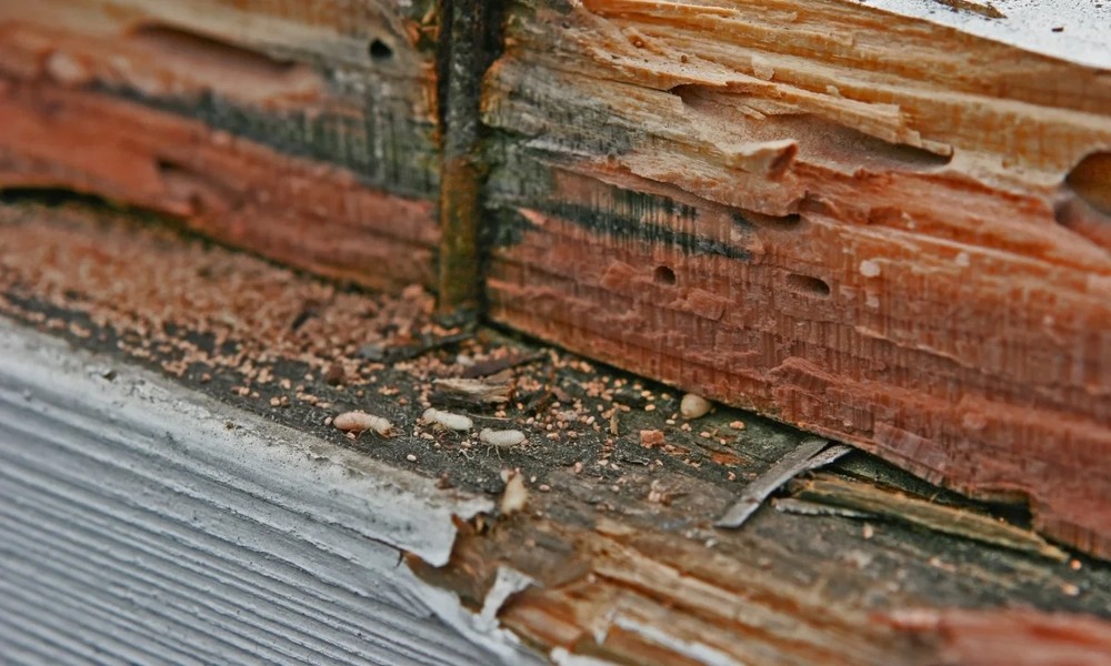 Kansas City Pest Control: The Difference Between a Termite Inspection and a WDIR, and Why It Matters at Closing