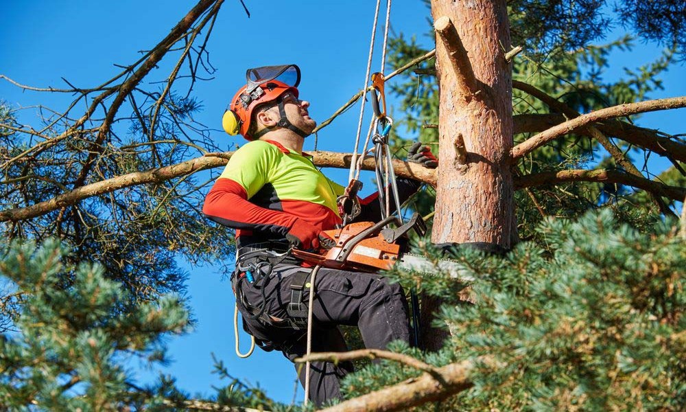 How Much Does Tree Removal Cost in the UK?